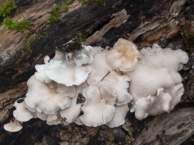 Ossicaulis lachnopus